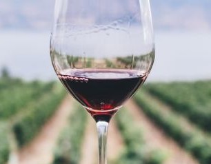 Discovering wine